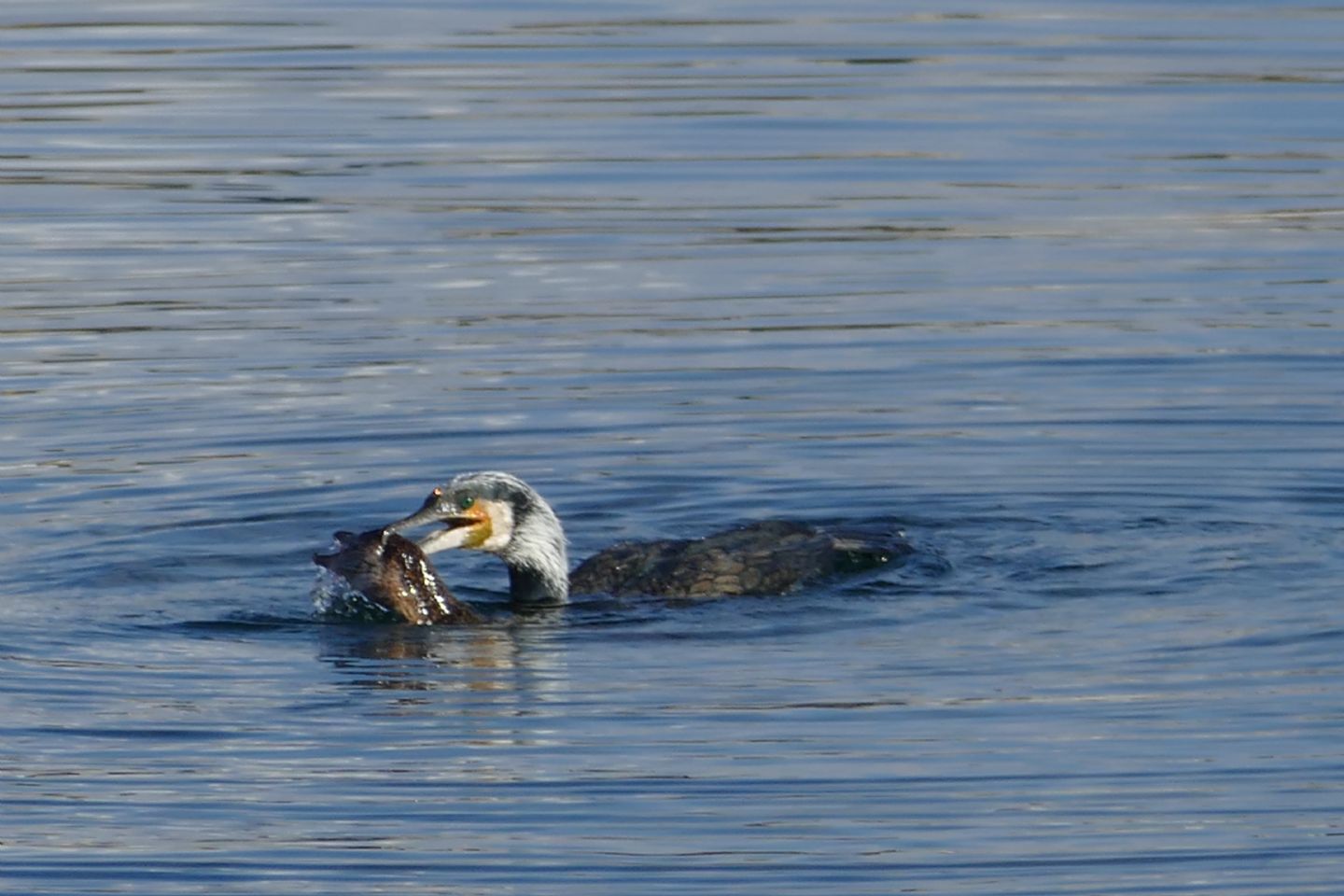 Cormorano con preda 